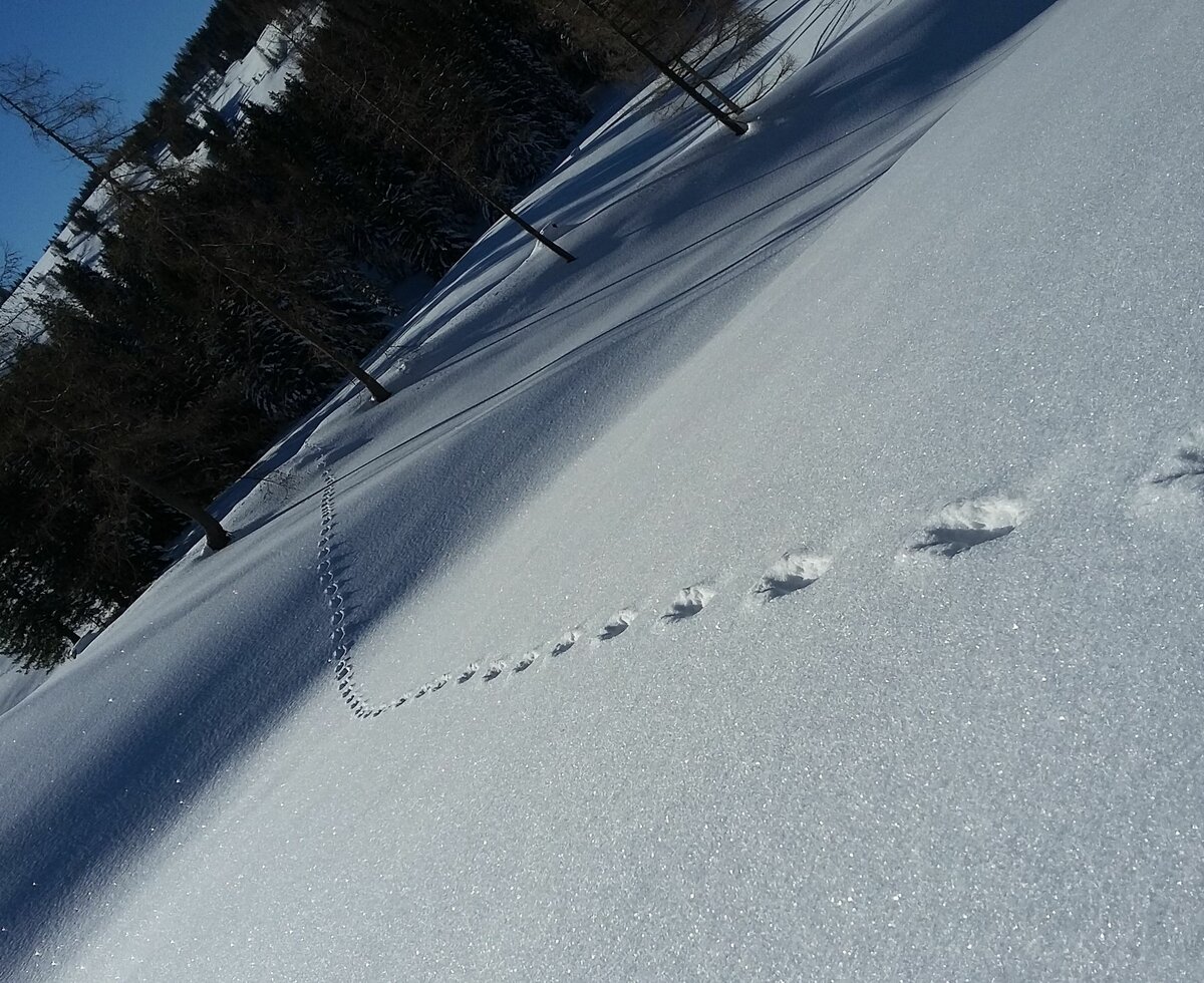 Animal tracks in the snow | © Margret Appesbacher