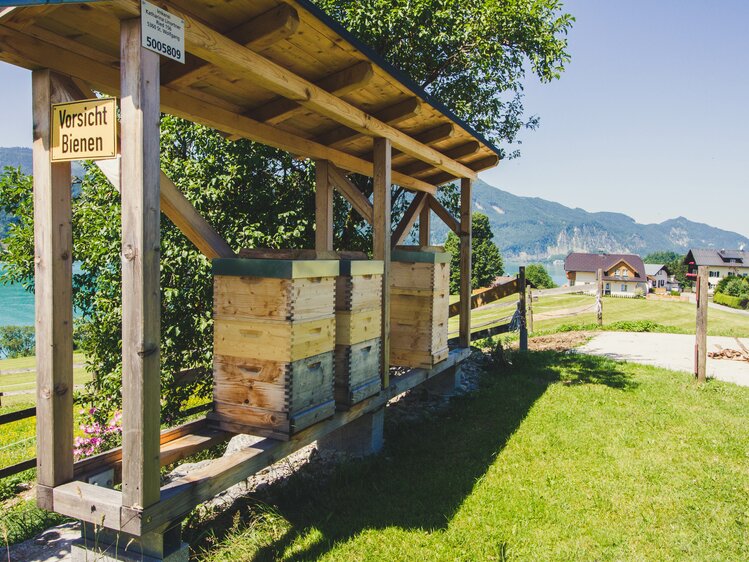 Beehives in the garden of the Stallerbauer in Ried am Wolfgangsee | © Farmholidays in SalzburgerLand / Matthias Gruber