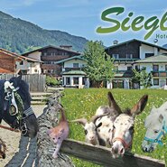 Sieglhub in Flachau, Salzburger Sportwelt | © Sieglhub / Johann Thurner