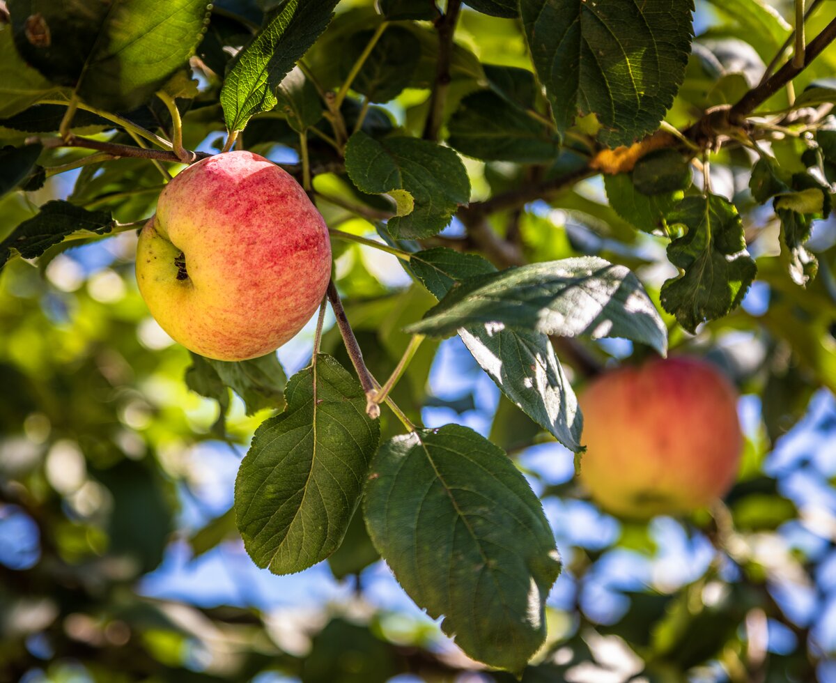 Zwei rote Äpfel hängen am Apfelbaum, Ansicht von unten, Biobauernhof Gast, Salzburger Land | © Urlaub am Bauernhof / Bernd Suppan