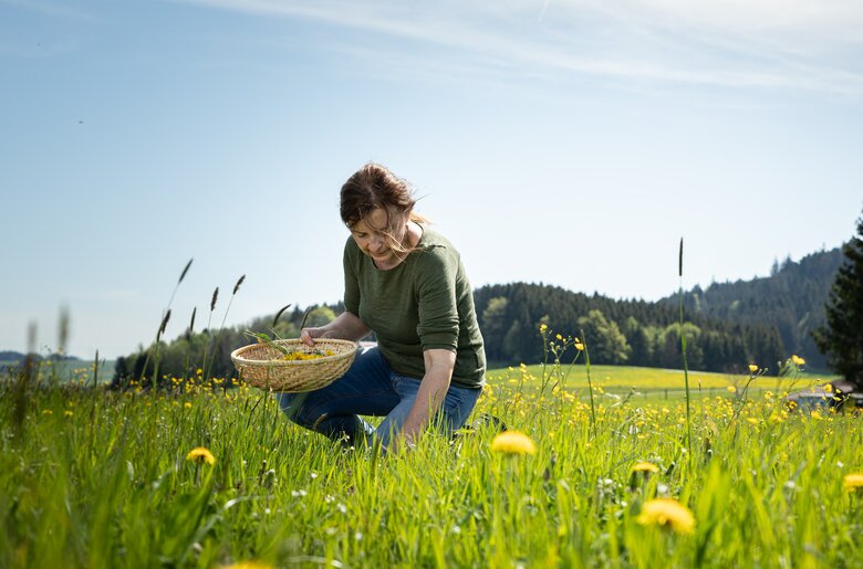 Bäuerin sammelt Löwenzahn | © Urlaub am Bauernhof Salzburger Land / Punkt & Komma