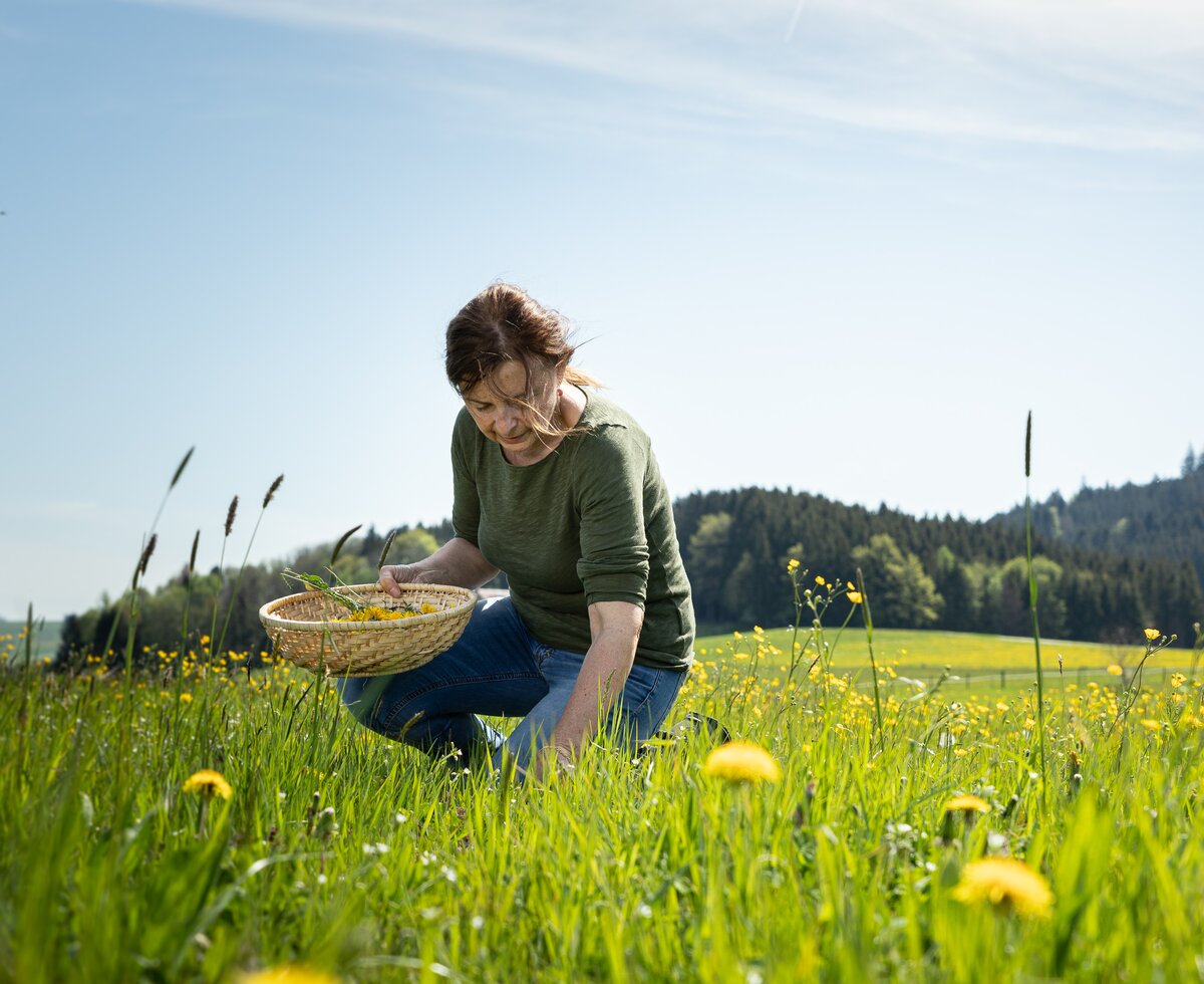 Bäuerin sammelt Löwenzahn | © Urlaub am Bauernhof Salzburger Land / Punkt & Komma