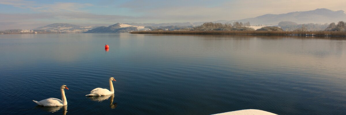 Two swans swimming on the wintry Wallersee, Salzburg Lake District | © Salzburger Seenland Tourismus