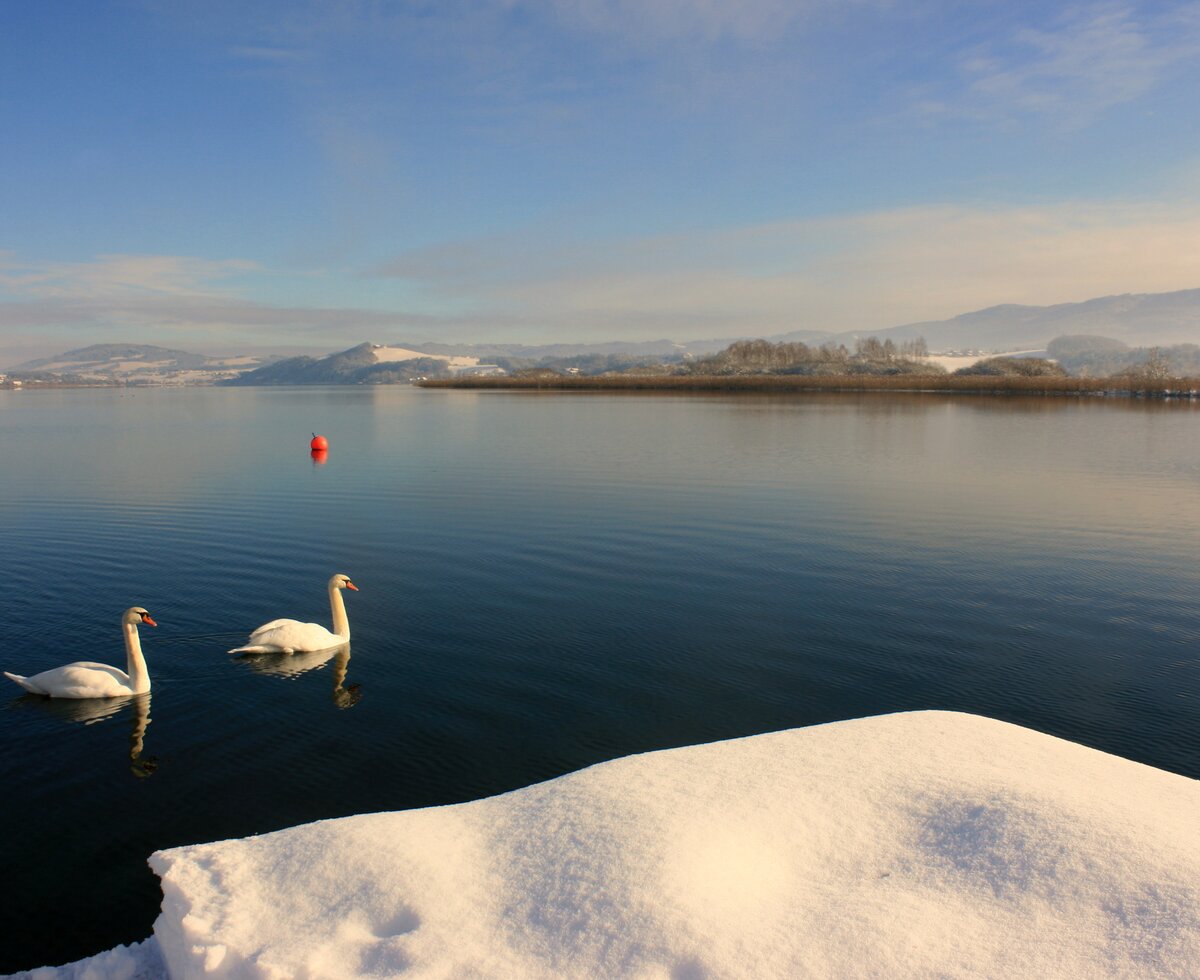 Two swans swimming on the wintry Wallersee, Salzburg Lake District | © Salzburger Seenland Tourismus