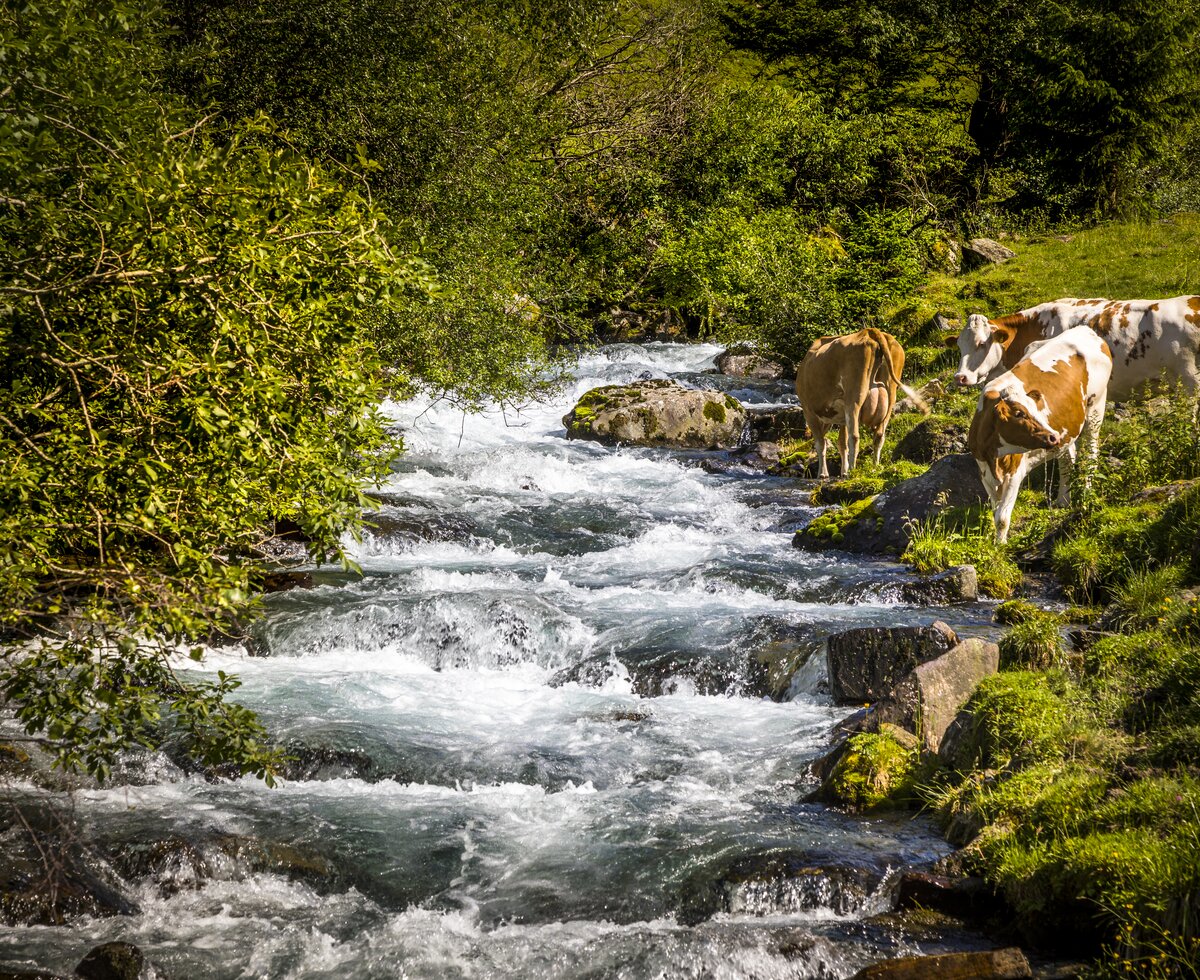 Kühe neben Almbach, Rieserhof Almhütte, Salzburger Land | © Urlaub am Bauernhof Salzburger Land / Bernd Suppan