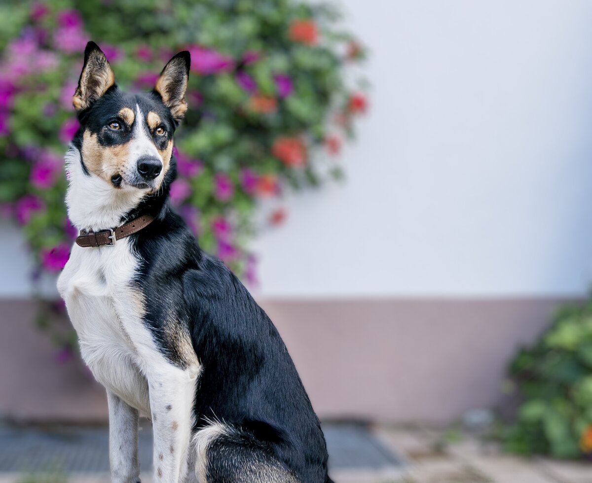 Hund am Honzarhof | © Black Tea Fotografie/Viktoria Gstrein  