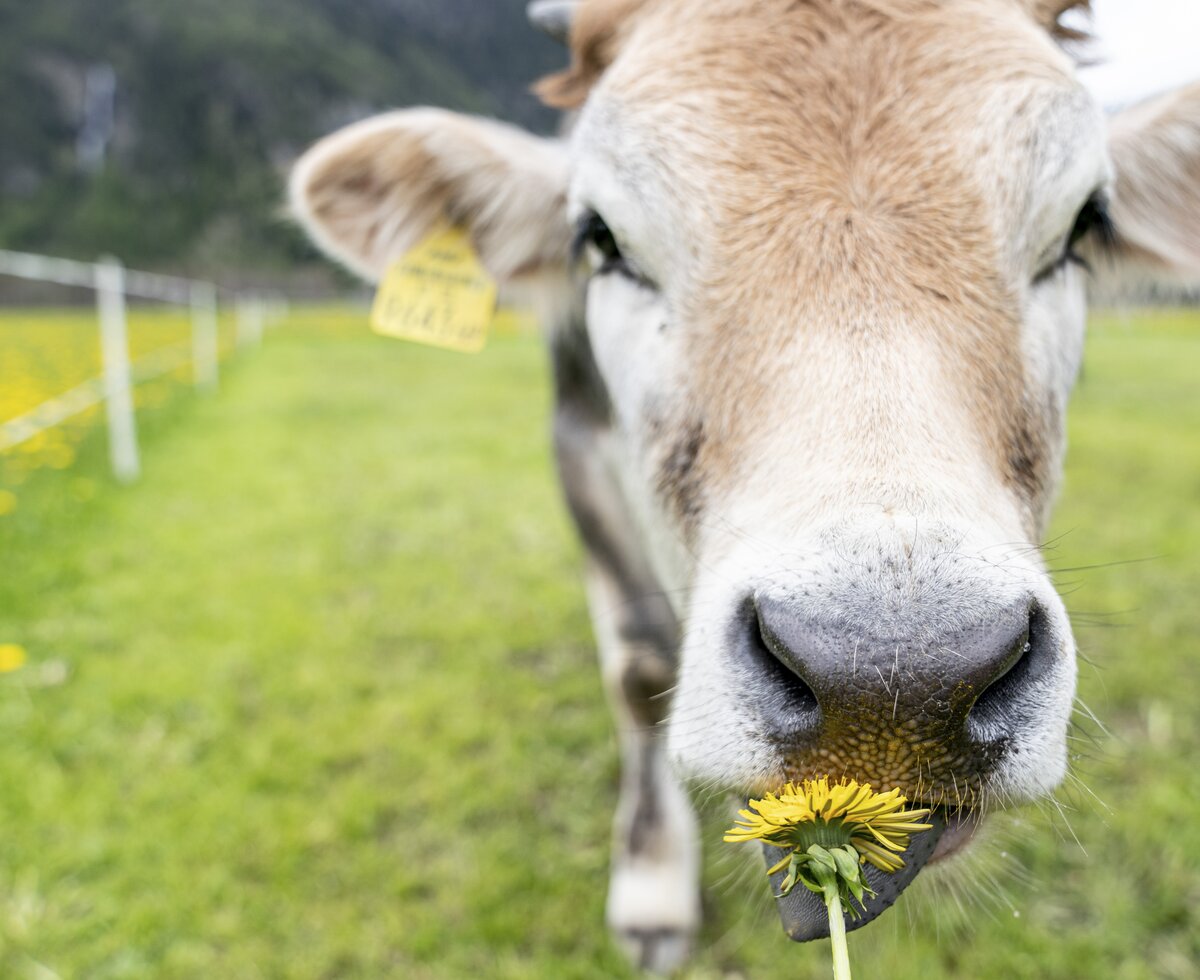 Kühe auf der Weide am Wendlshof | © Black Tea Fotografie/Viktoria Gstrein 