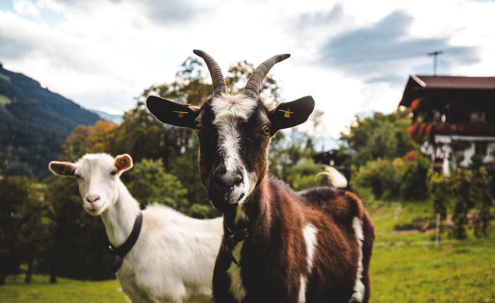 Ziegen | ©  ©TVB Kitzbüheler Alpen-Brixental, Fotograf Mathäus Gartner