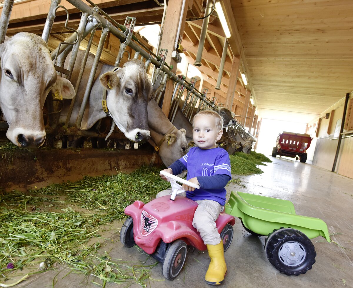 Kleiner Bub mit Traktor und Anhänger im Stall bei den Kühen | © Urlaub am Bauernhof Vorarlberg / Andreas Kuenk