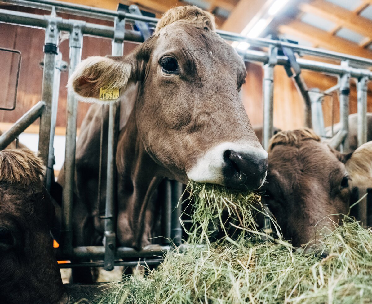 Kühe im Stall beim Fressen | © Urlaub am Bauernhof Vorarlberg / Daniel Gollner