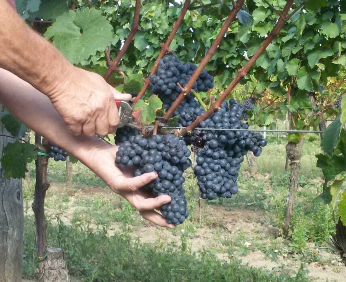 harvest by hand