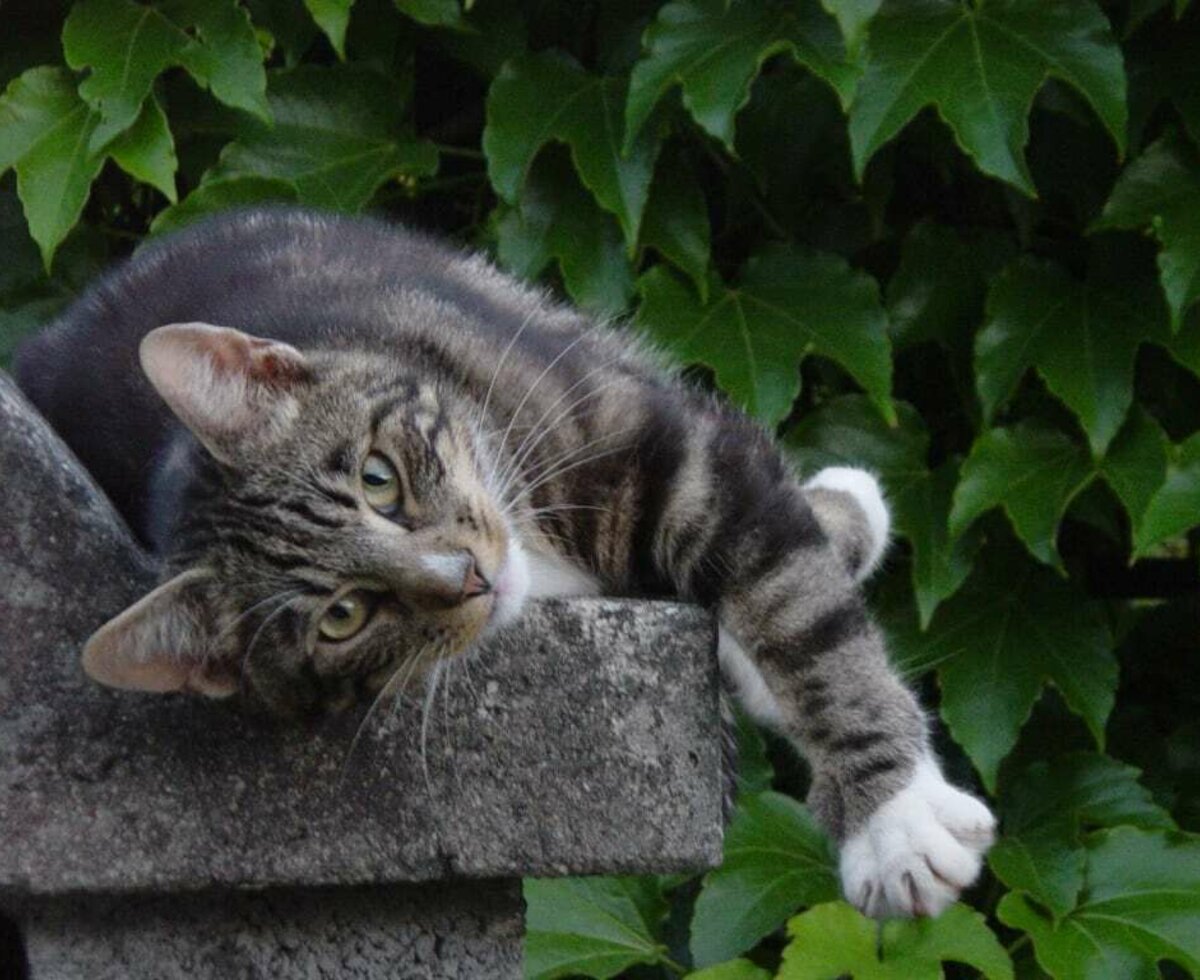 Our tom cat in the garden