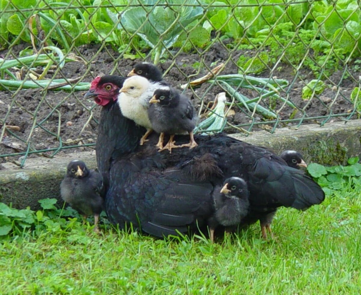 Offspring with the hens