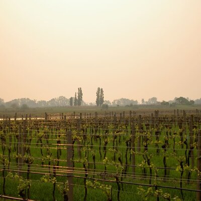 One of our vineyards.