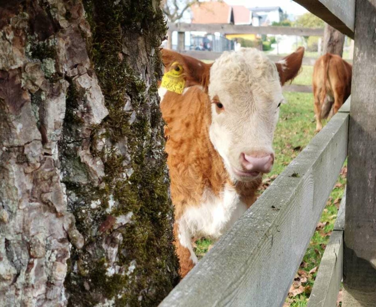 Bei uns dürfen die Kälbchen bei den Müttern bleiben