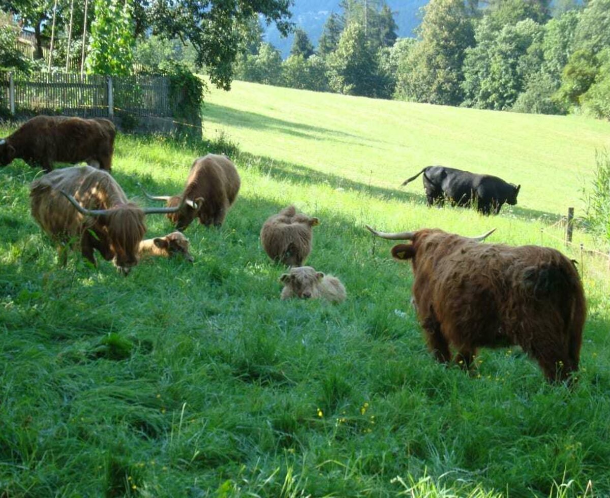 Scottish Highland cattle