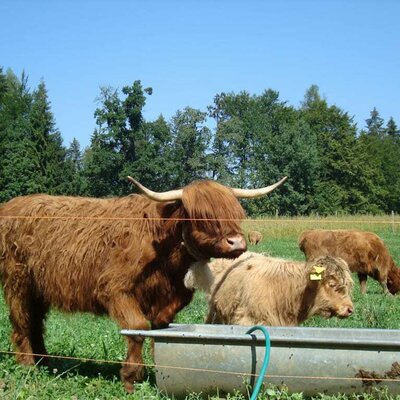 Scottish Highland cattle