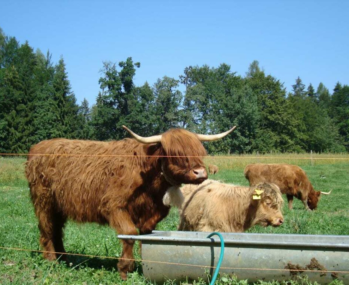 Scottish Highland cattle