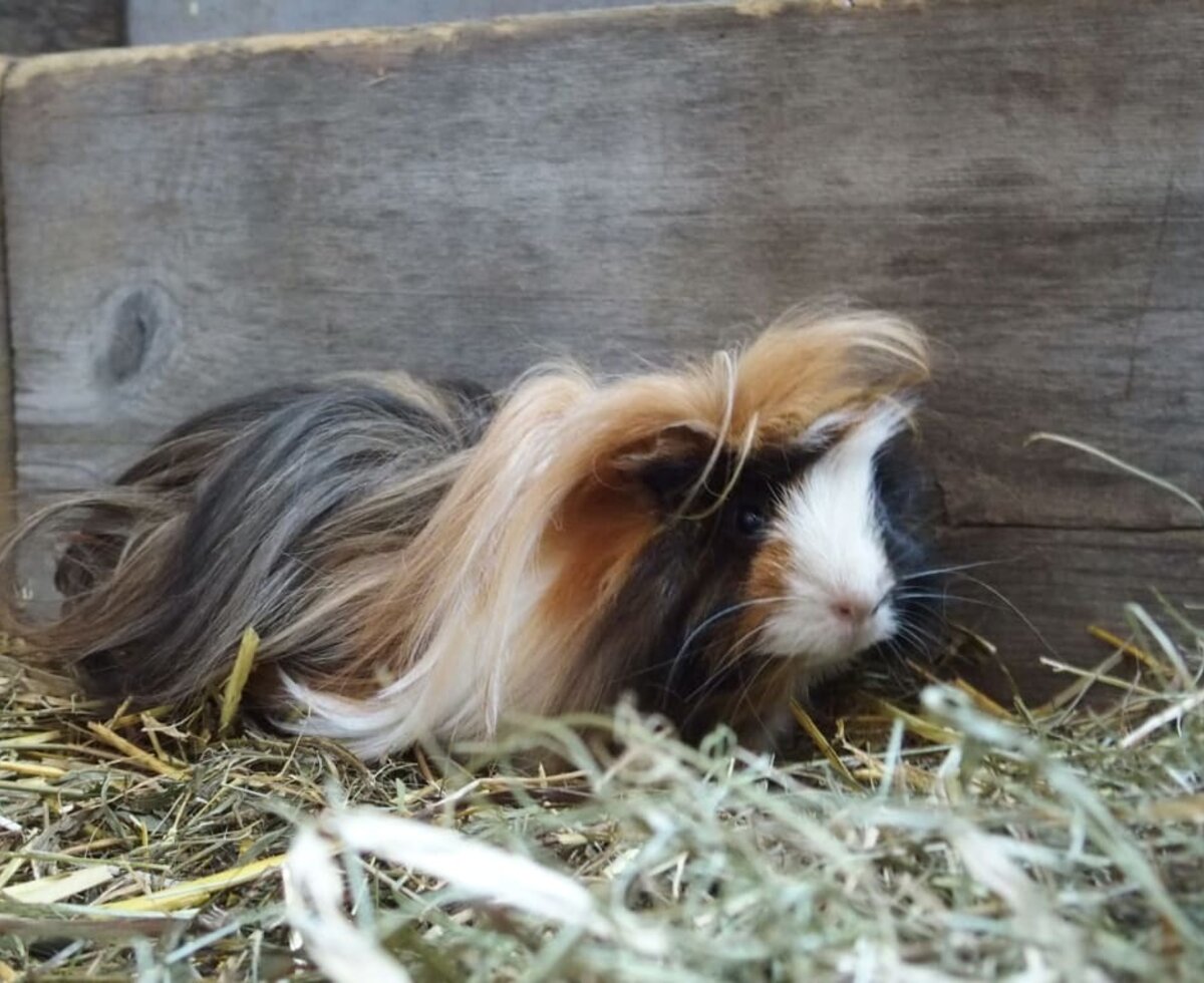 Guinea pig "Wulli"