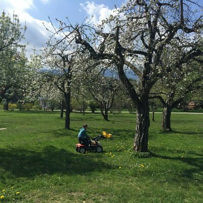 In the orchard