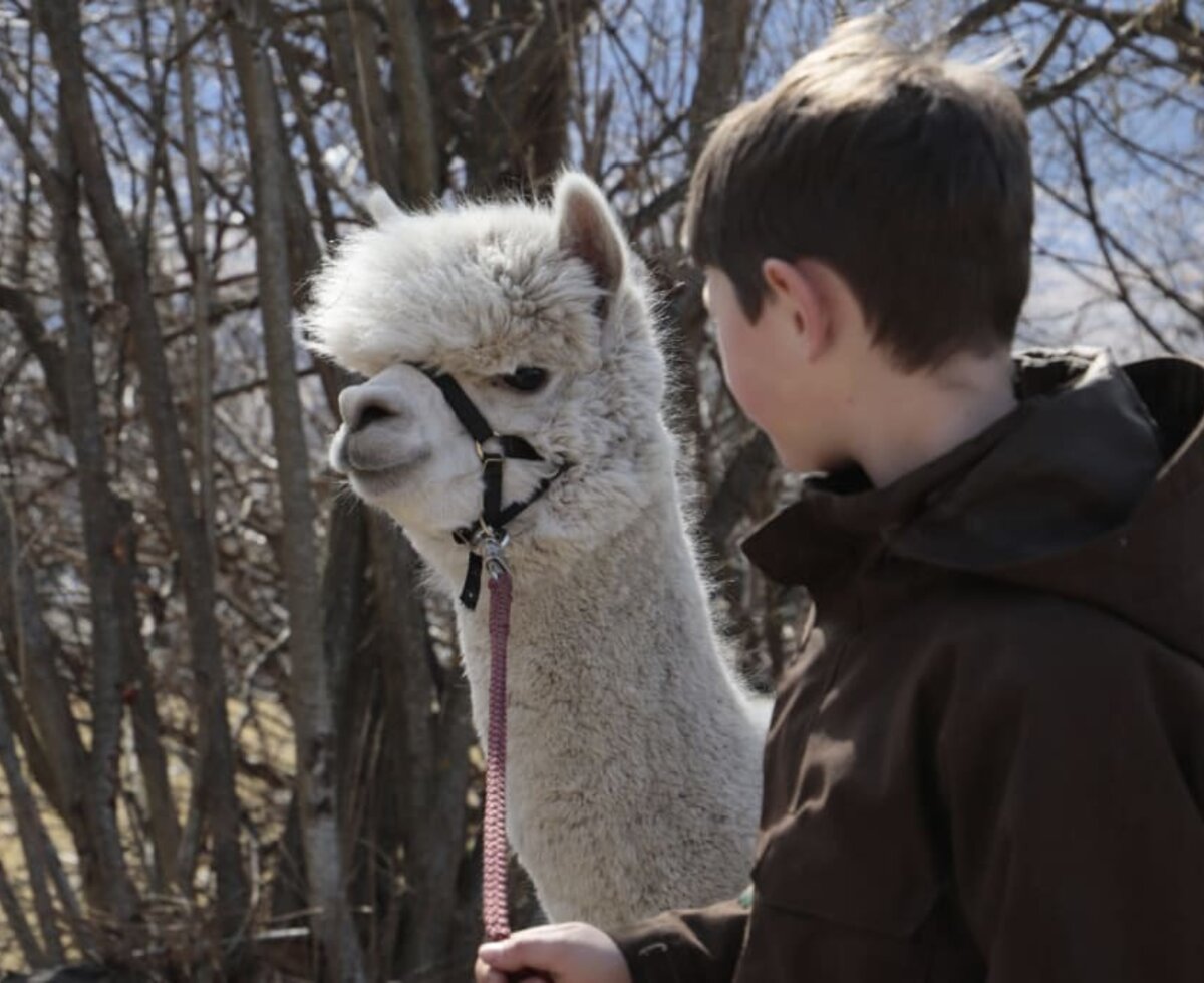 Alpacatrekking