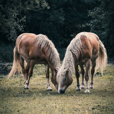 Happy horses