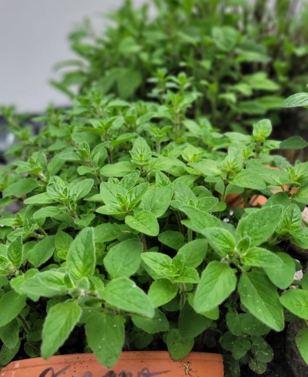 fresh herbal from our garden