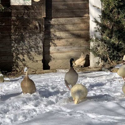 the ducks exploring the snow