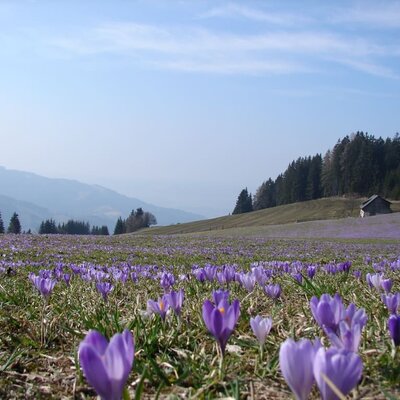 Crocus blossom