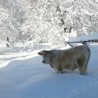 Calf in the snow