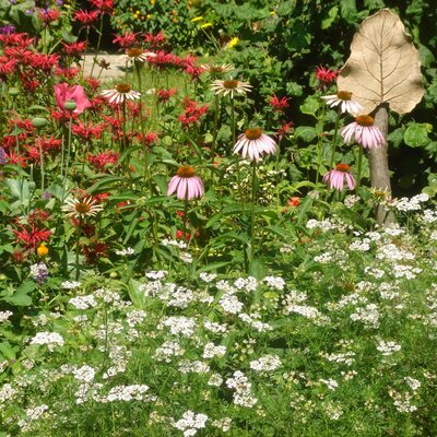 Sea of herbs