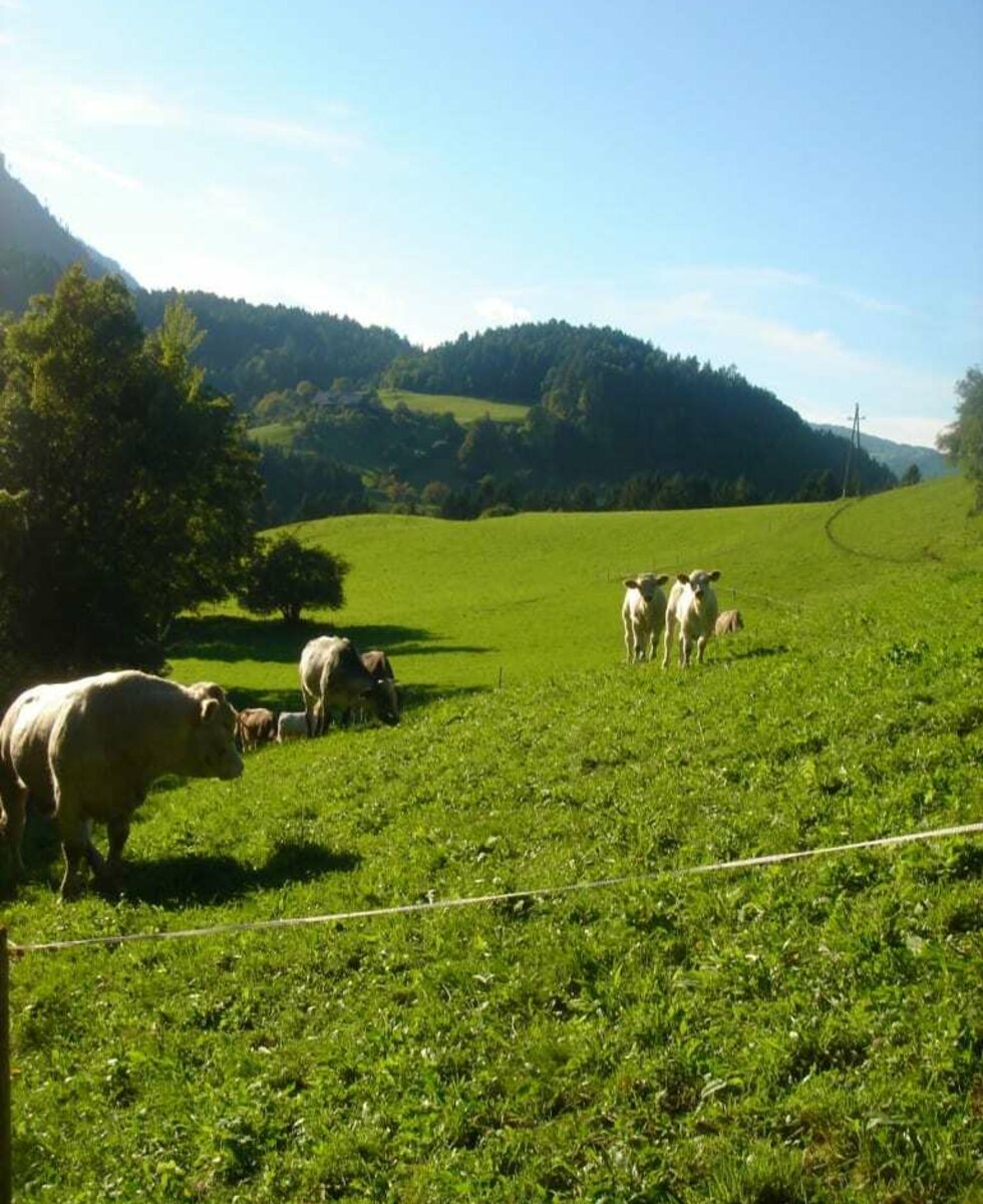 Our cattle out on fields