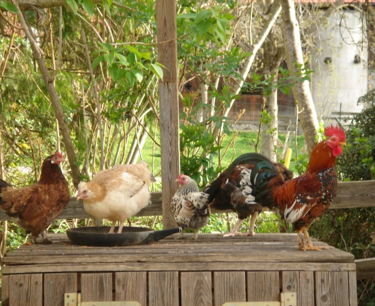 Colourful chicken family