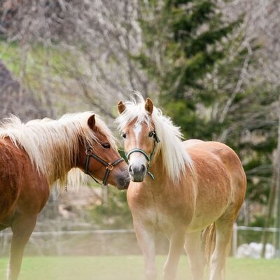 Our horses