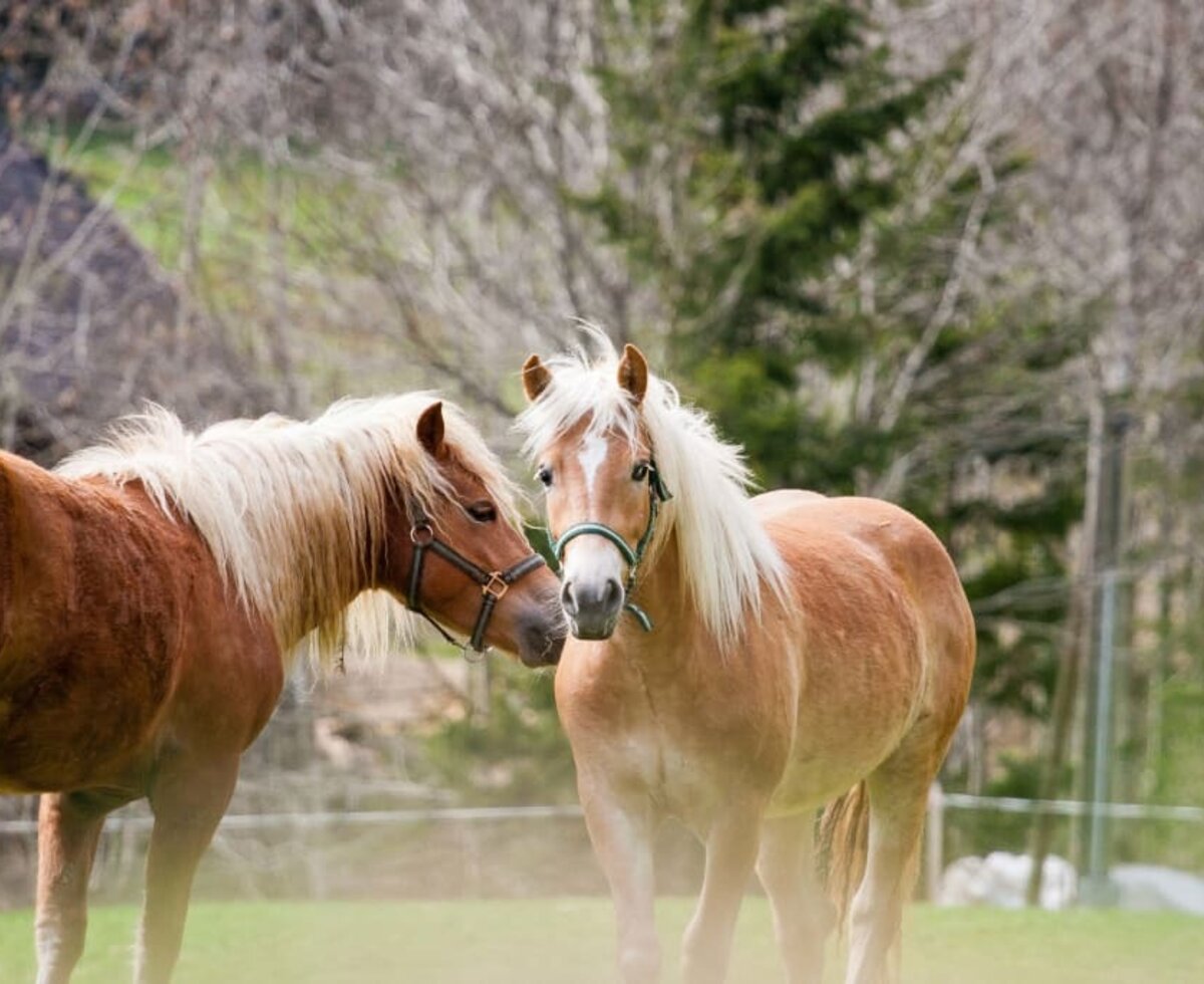 Our horses