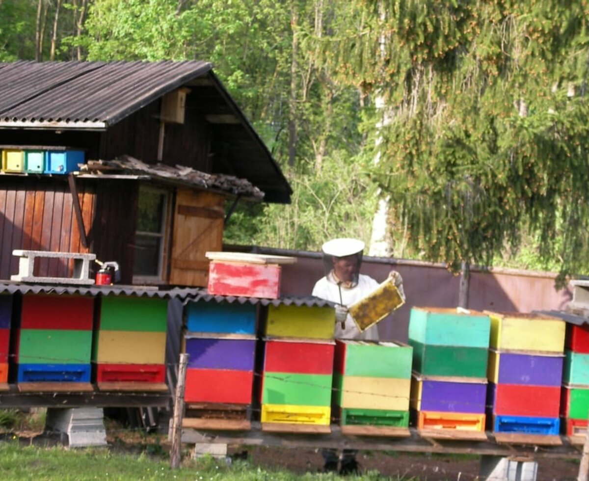 Bees in the "Fischeria" - organic honey