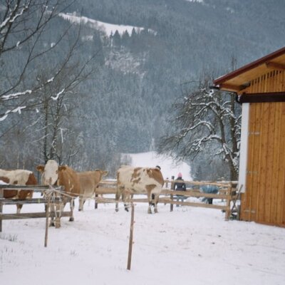 Cows rollicking about in the snow