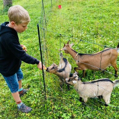 Feeding the goats