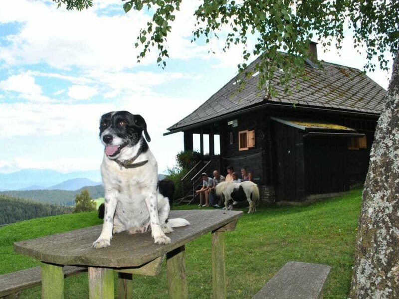 Micki our farm dog