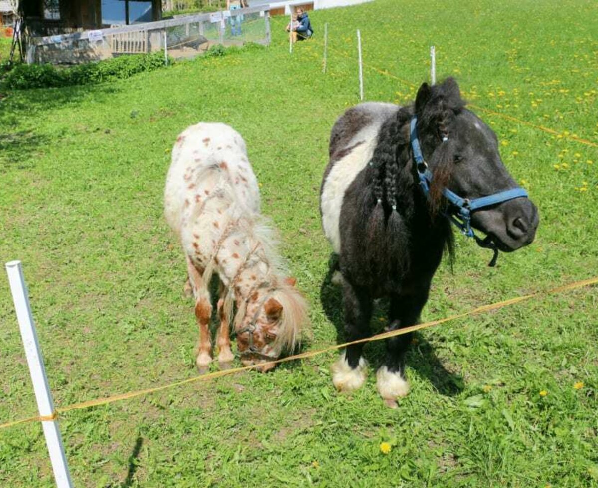 our 2 mini ponys