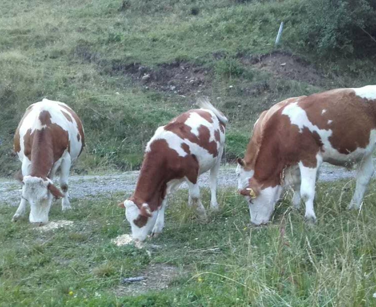 Summerholiday our cows in the mountains