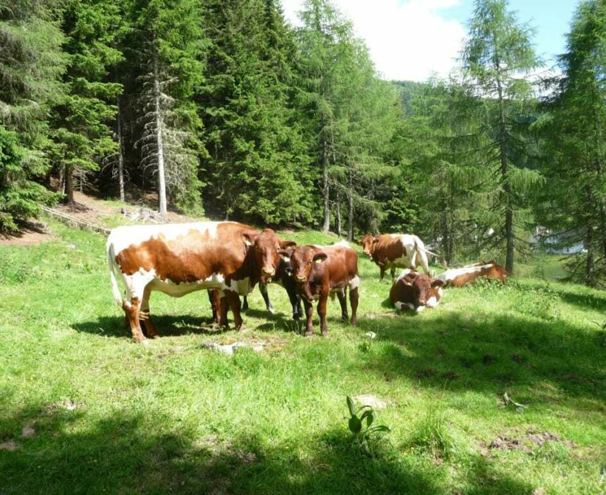 Gasserhütten grazing animals