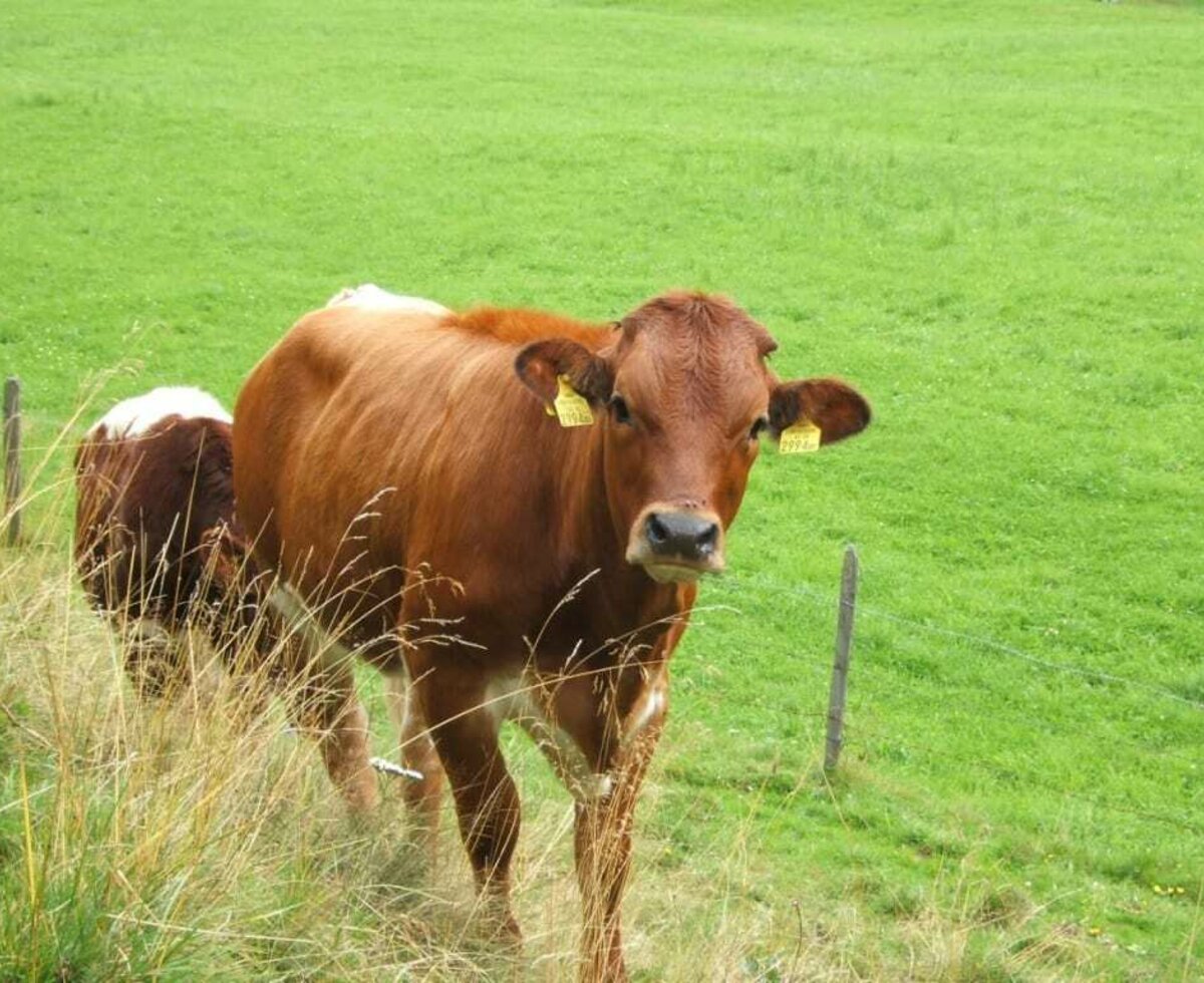 Gasserhütten grazing animals