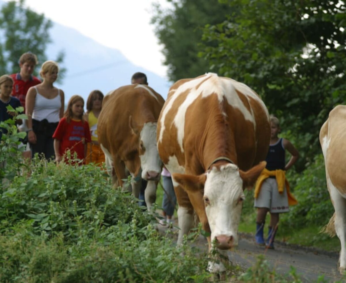 Rounding up the cows together