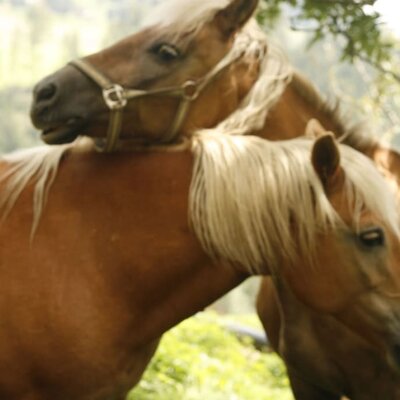 Haflinger horses to ride