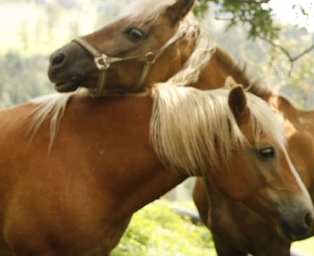 Haflinger horses to ride