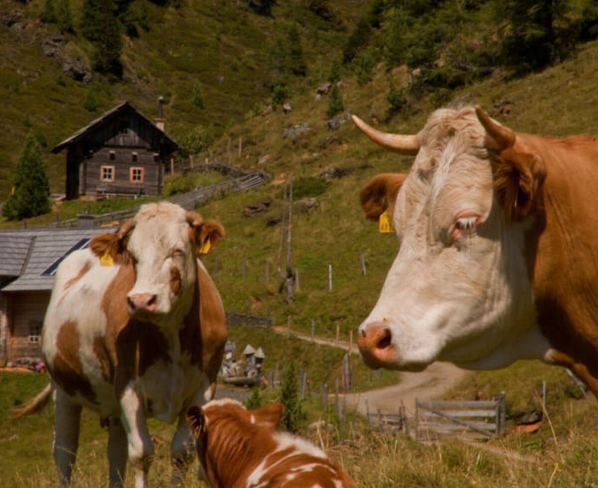 Animals on the Nockalm