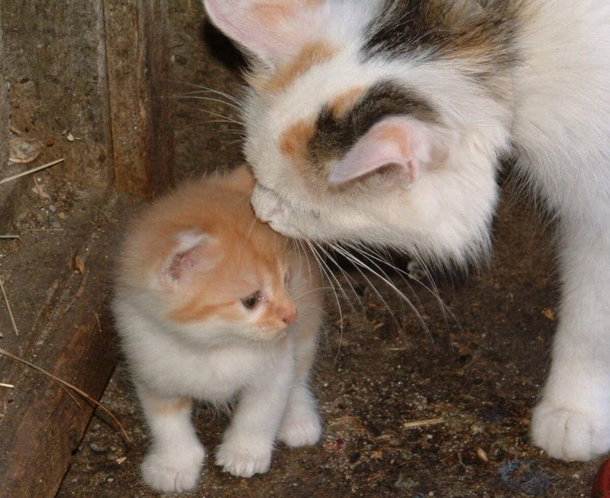 Cat family