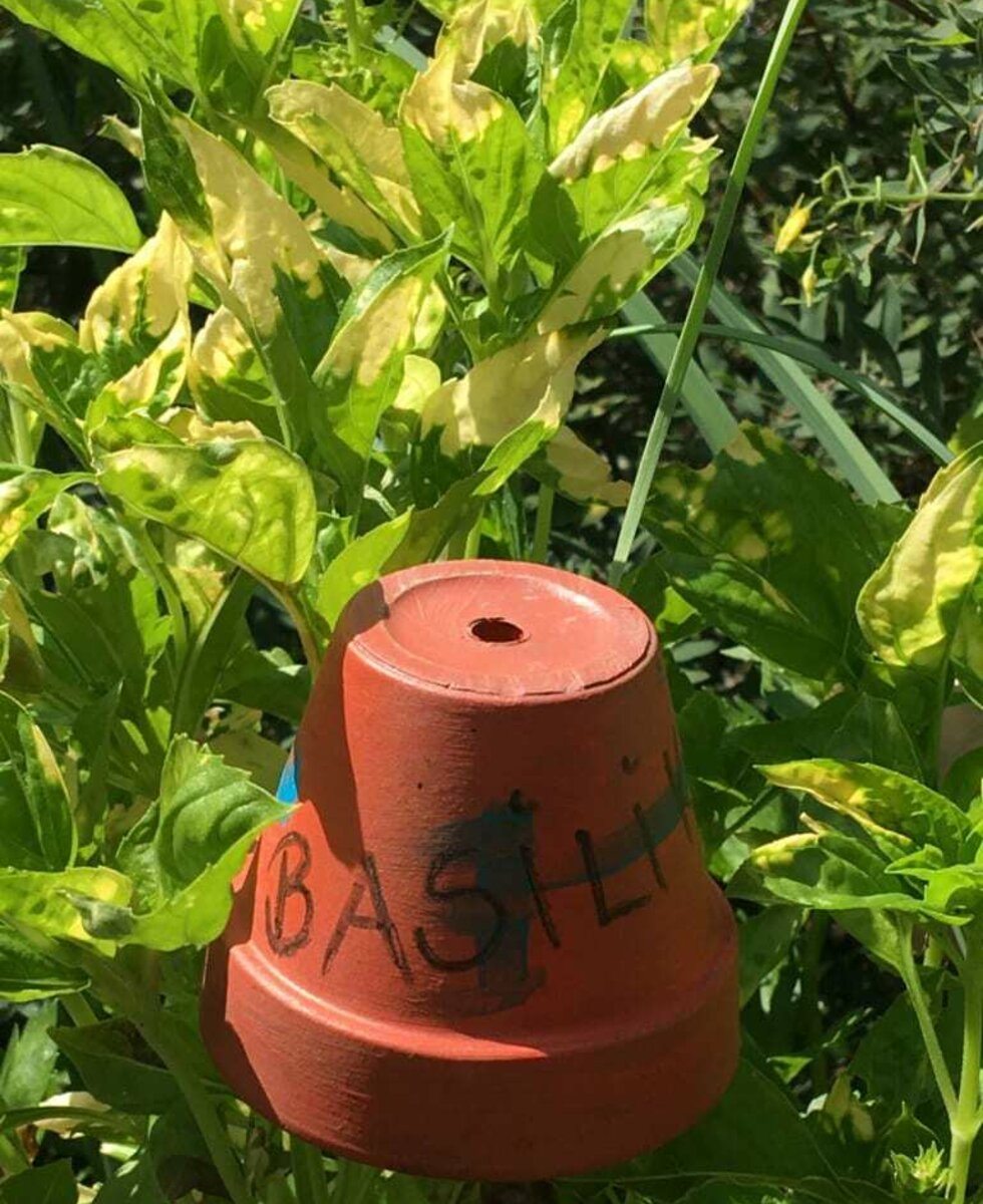 Fresh Basil