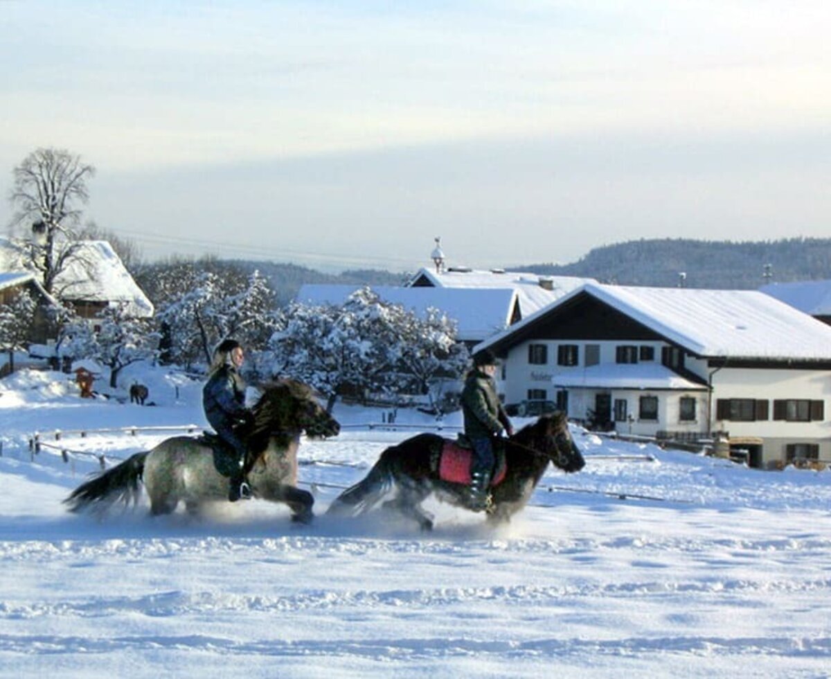 Horse riding in the snow